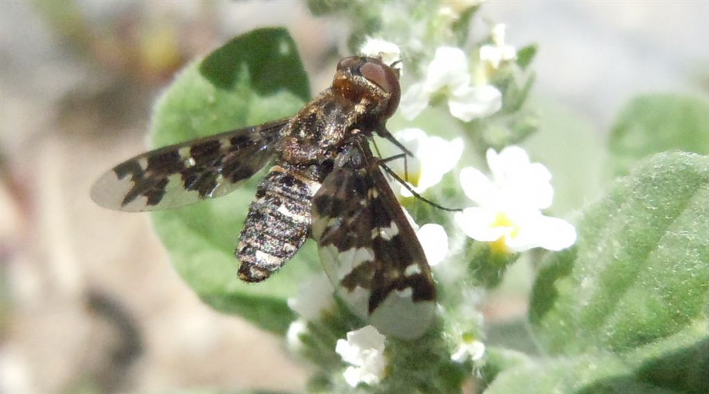 Exoprosopa jacchus?